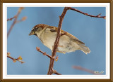 Male house sparrow