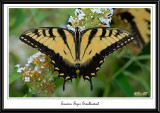 Eastern Tiger Swallowtail