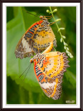 Red Lacewing Butterflies Mating