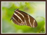 Zebra Longwing