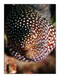 Dotted moray