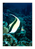 Moorish idol