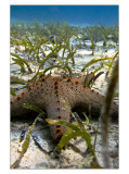 One More Starfish in Nacala