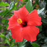 Hibiscus taken by Annie