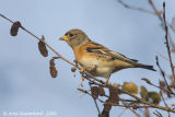 Brambling - Keep - Fringilla montifringilla