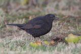 Common Blackbird - Merel - Turdus merula