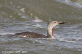 Red-throated Diver (Loon) - Roodkeelduiker - Gavia stellata