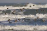 Common Starling - Spreeuw - Sturnus vulgaris