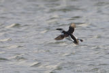 Razorbill - Alk - Alca torda