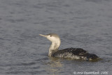 Red-throated Diver (Loon) - Roodkeelduiker - Gavia stellata