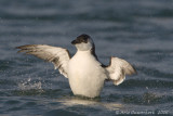 Razorbill - Alk - Alca torda