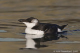 Razorbill - Alk - Alca torda