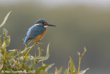 Common Kingfisher - IJsvogel - Alcedo atthis