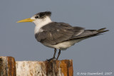 Greater Crested Tern - Grote Kuifstern - Sterna bergii