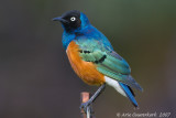 Superb Starling - Driekleur Glansspreeuw - Lamprotornis superbus