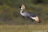 Grey Crowned Crane - Grijze Kroonkraan - Balearica regulorum