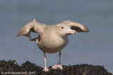 Glaucous Gull - Grote Burgemeester - Larus hyperboreus