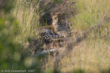 Leopard - Luipaard - Panthera pardo