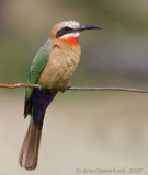 White-fronted Bee-eater - Witkapbijeneter - Merops bullockoides