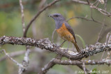 Little Rockthrush - Kleine Rotslijster -  Monticola rufocinereus