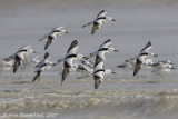 Crabplover - Krabplevier - Dromas ardeola
