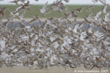 Bar-tailed Godwit - Rosse Grutto - Limosa lapponica