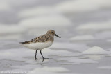 Sanderling - Drieteenstrandloper - Calidris alba