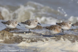 Sanderling - Drieteenstrandloper - Calidris alba