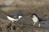 House Martin - Huiszwaluw - Delichon urbicum