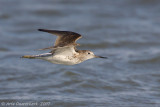 Common Greenshank - Groenpootruiter  - Tringa nebularia