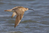 Eurasian Whimbrel - Regenwulp - Numenius phaeopus