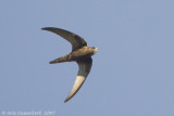 Gierzwaluw / Common Swift