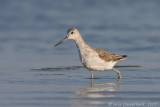 Common Greenshank - Groenpootruiter  - Tringa nebularia