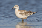 Black-headed Gull - Kokmeeuw - Larus ridibundus