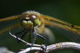 Dragon Fly_8515.jpg