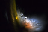 Pussy Willow_6422.jpg