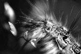 Caterpillar_8027.jpg