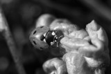 Lady Bug_6233.jpg