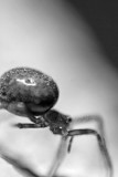 Spider_6278.jpg