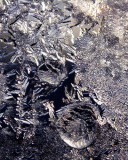 Flora? - No its window frost_6489.jpg
