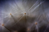 Dandelion_7333.jpg