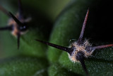 Cactus_4687.jpg
