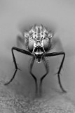 Fly_8249.jpg