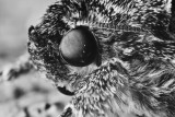 moth_0713.jpg