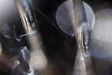 abstract_7023.jpg