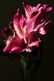 Alstromeria_0158.jpg