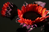 Orange Sunflowers_0198.jpg