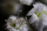 Babys Breath_5171.jpg