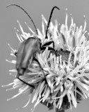 bug on thistle_7035.jpg