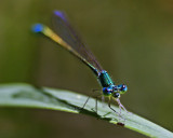 Damsel Fly_8482.jpg